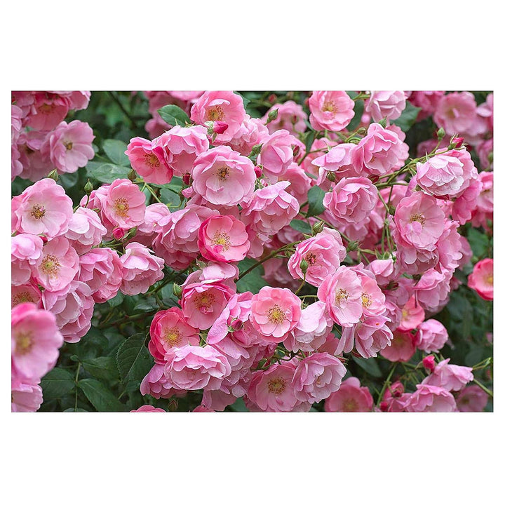 Organic Light Pink Evening-Scented Flower Seeds for Planting – Heirloom, Non-GMO, High Germination Garden Seeds | Neera Seeds product photo [neera-v4-509ab034c78ea66f3841]