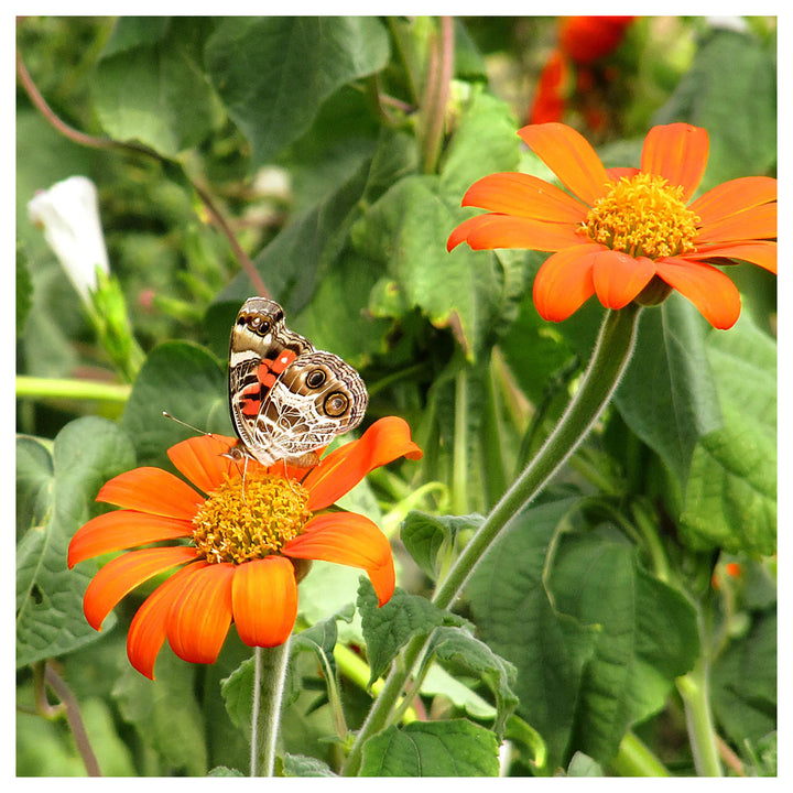 Heirloom Non-GMO Mexican Sunflower Seeds – Orange Blooms for Planting | Neera Seeds product photo [neera-v4-50a0435c96a244d23629]