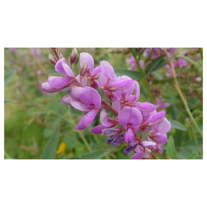 Heirloom Non-GMO Showy Tick Trefoil Flower Seeds for Planting – Vibrant Wildflower Blooming Seeds, High Germination | Neera Seeds product photo [neera-v4-50aa16f3922b5f26b44d]