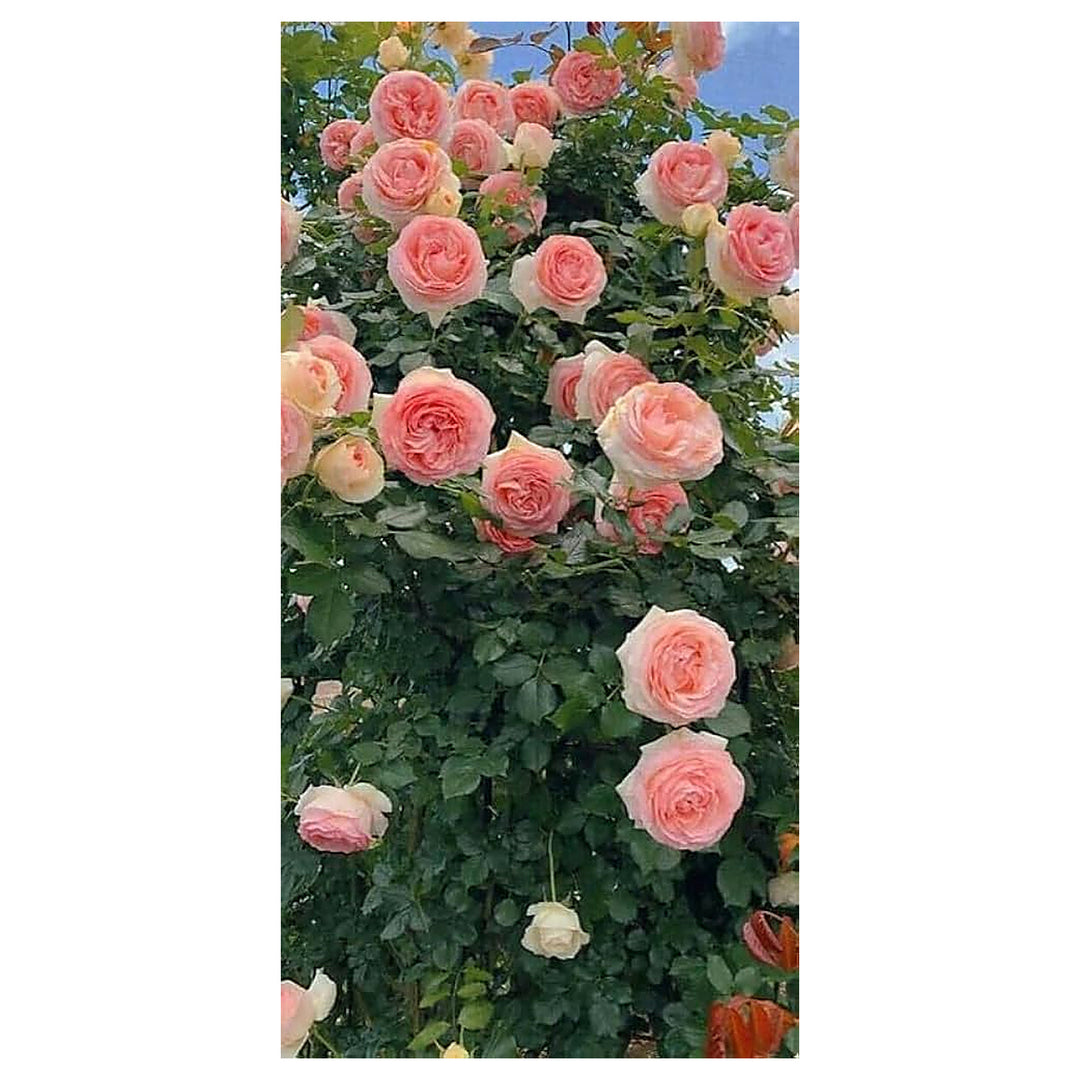 Peach Climbing Rose Plant Seeds – Heirloom, Non-GMO, High Germination Garden Seeds for Beautiful Flowering Vines | Neera Seeds product photo [neera-v4-50cbc2e9a3b9a80e6632]
