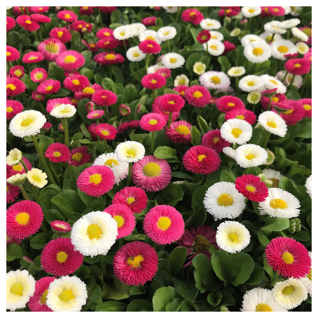 Margarita Roja Flower Seeds for Planting – Bright Red Garden Blooms | Neera Seeds product photo [neera-v4-50cf4e572faac4948d2d]