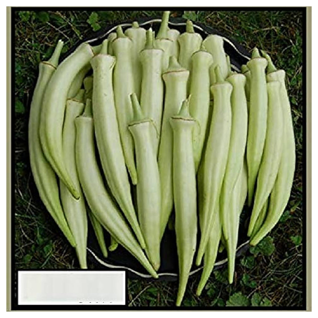 White Okra Vegetable Seeds for Planting – Heirloom, Non-GMO Seeds for High-Yield Organic Garden Growing | Neera Seeds product photo [neera-v4-50ed1bcf29a86afc5385]