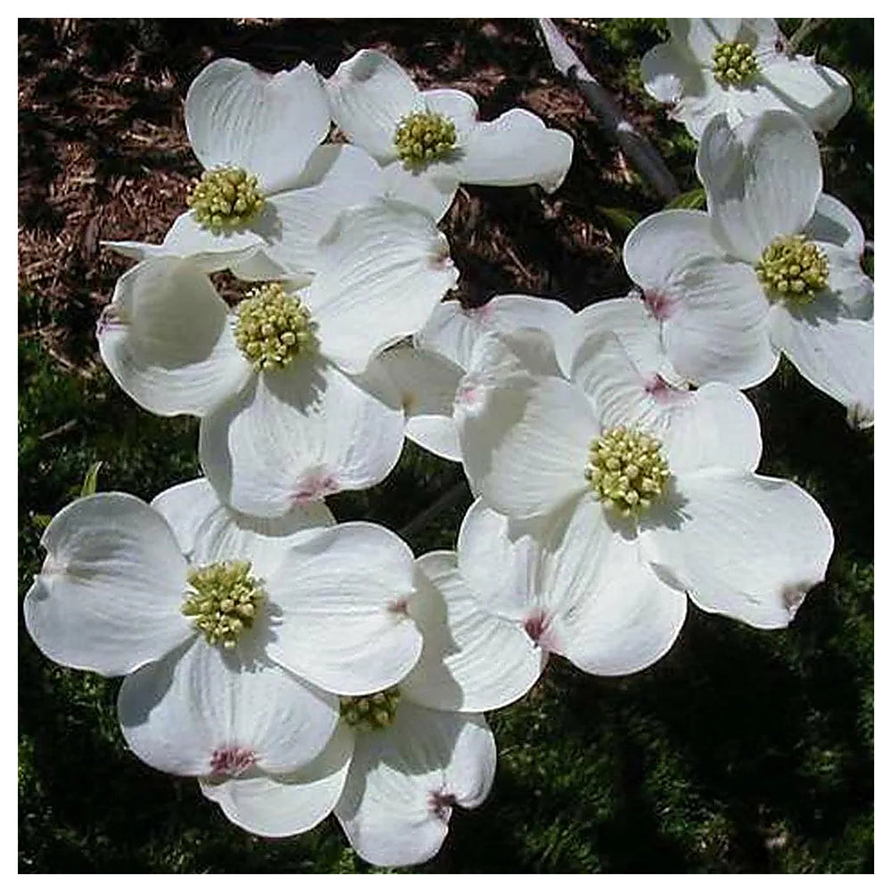Cornus Florida Seeds for Planting – Organic Heirloom Non-GMO High Germination Flowering Tree Seeds | Neera Seeds product photo [neera-v4-512469771690cbb19be7]