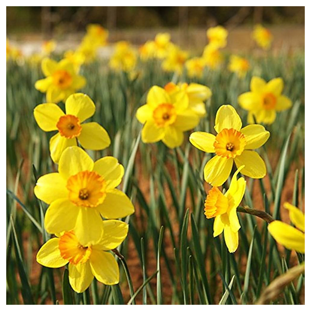 Narzisse Flower Seeds for Planting – Bright Spring Blooms for Gardens & Pots | Neera Seeds product photo [neera-v4-51336b5549a79f78ec61]