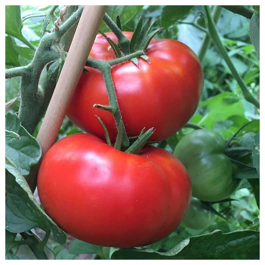 Tomato Vegetable Seeds for Planting – Red Variety, Heirloom, Non-GMO, High Germination Organic Garden Seeds | Neera Seeds product photo [neera-v4-513713c7c8e2d06fdd8e]