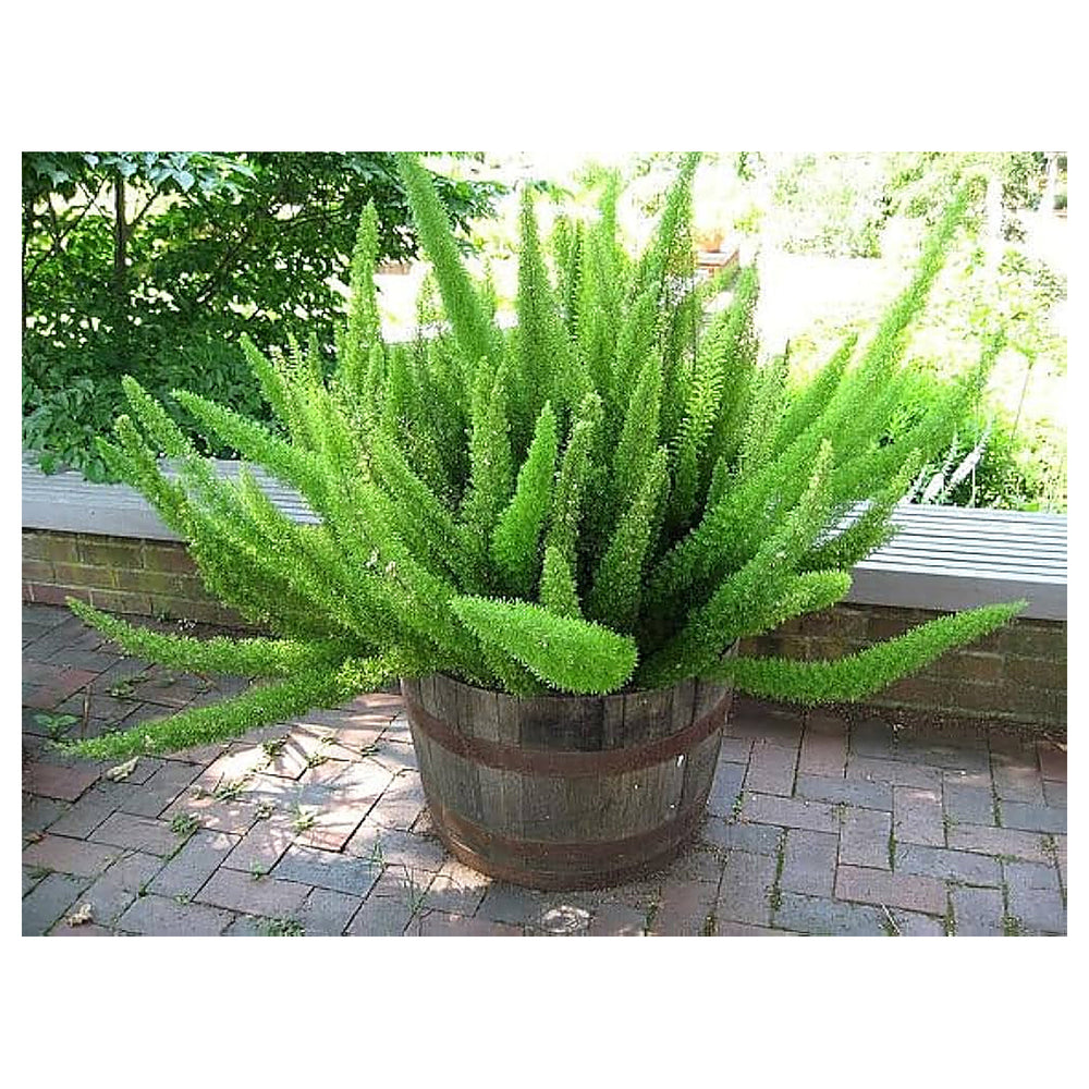 Green Asparagus Fern Plant Seeds for Planting - Heirloom Non GMO Easy to Grow Indoor Outdoor Ornamental Seeds | Neera Seeds product photo [neera-v4-51396de97a56cdc8b5e2]