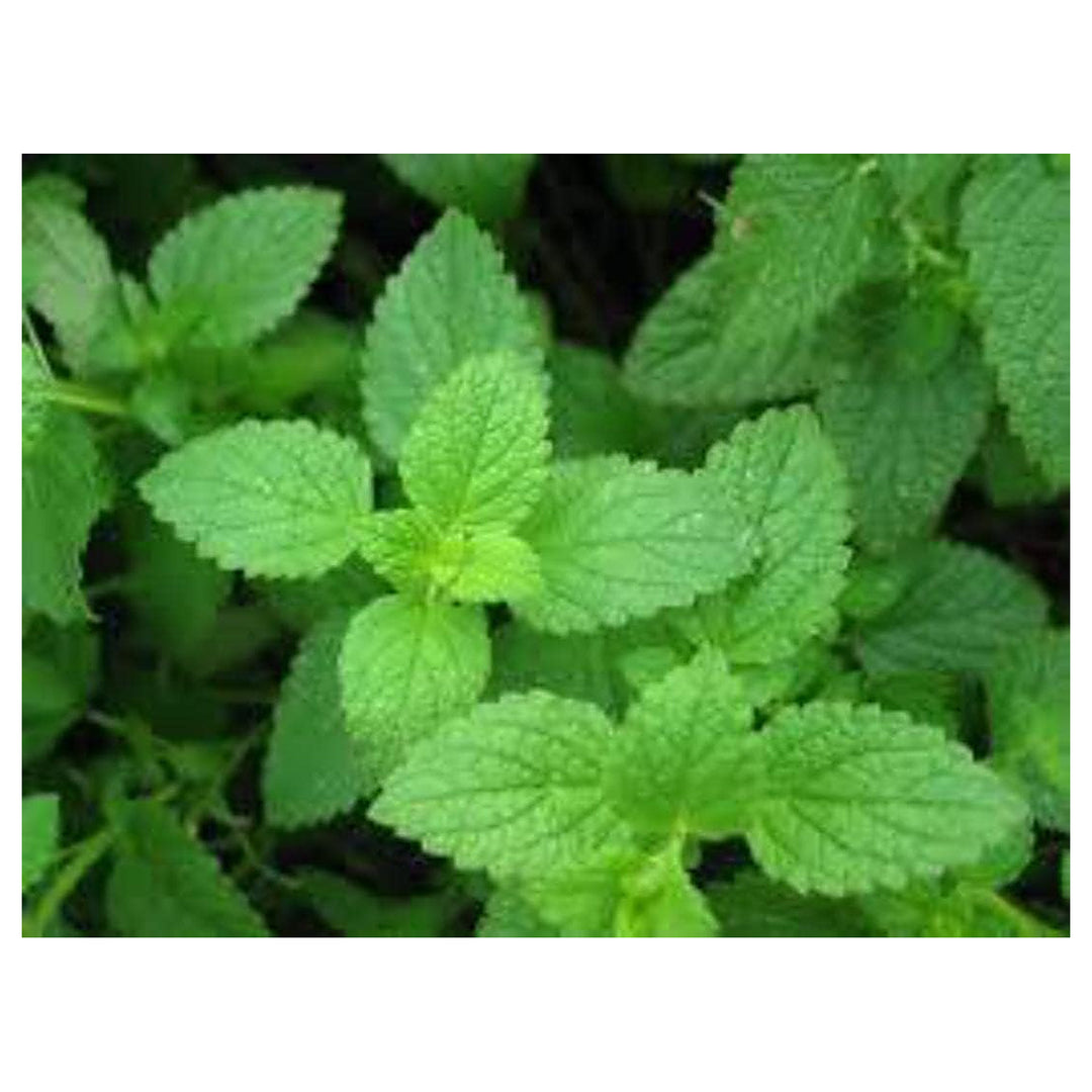Mint Plant Seeds – Pale Green Herb for Planting, Heirloom & Non-GMO Seeds for Planting, High Germination Organic Ga | Neera Seeds product photo [neera-v4-513dec7931981b3e332d]