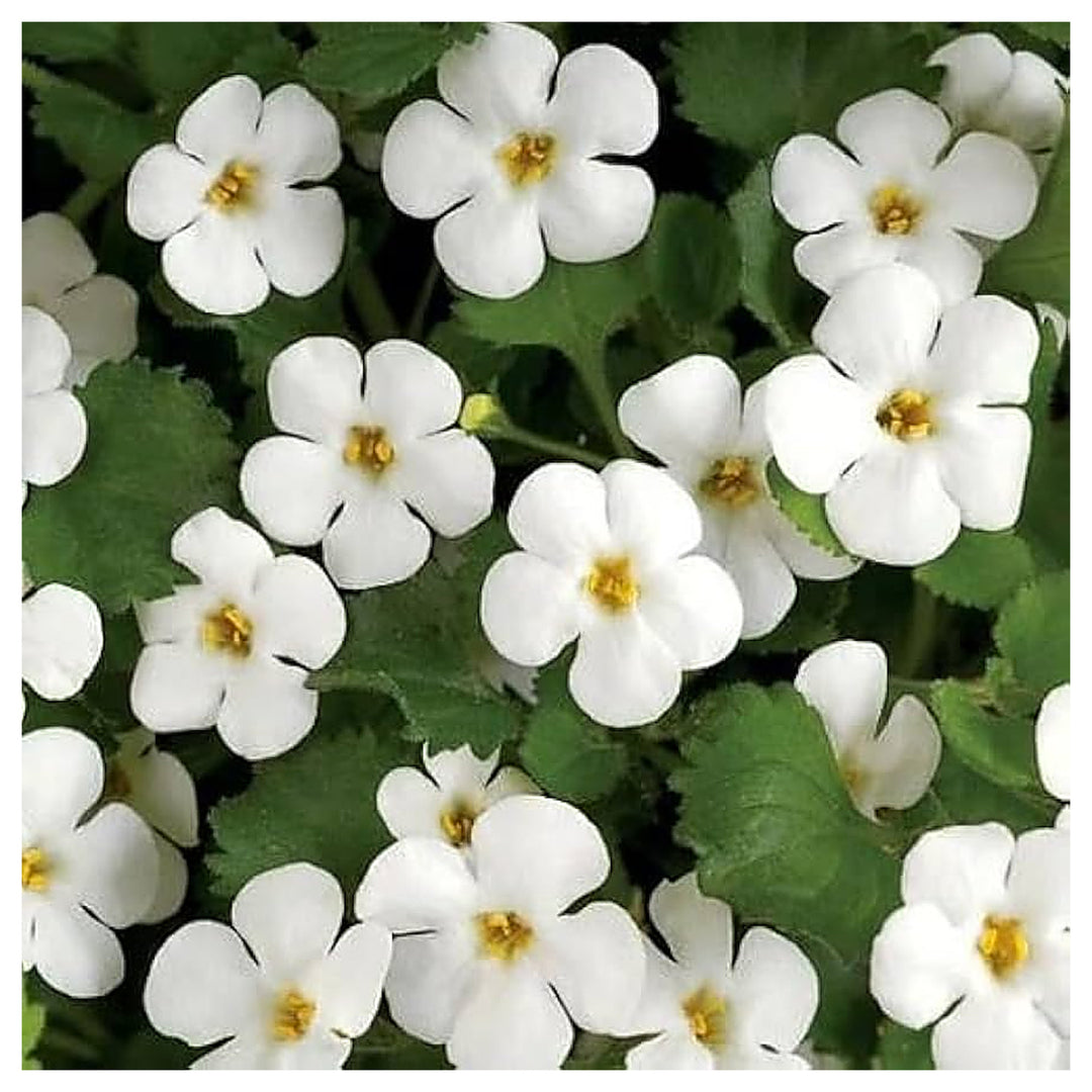 Heirloom Non-GMO White Bacopa Plant Seeds for Trailing Garden and Hanging Basket Planting | Neera Seeds product photo [neera-v4-513f81f0a493d57a5e3b]