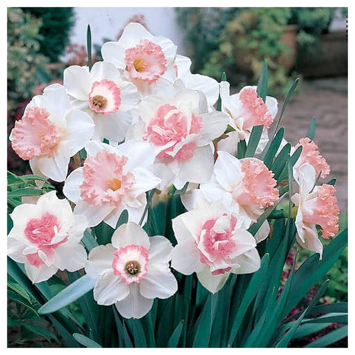 Baby Pink White Daffodil Flower Seeds for Planting – Heirloom, Non-GMO, High Germination Organic Garden Seeds | Neera Seeds product photo [neera-v4-514261b75eda73003425]