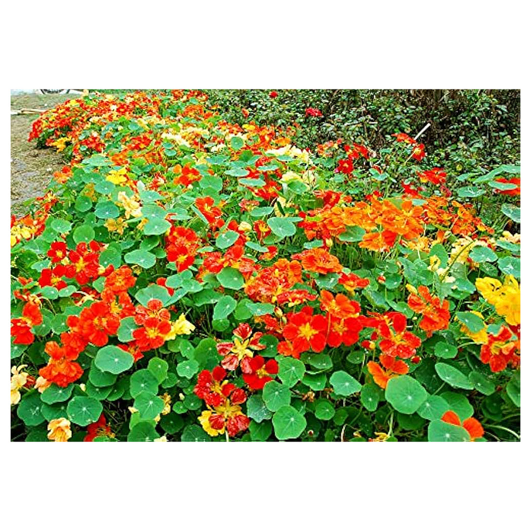 Nasturtium Jewel Of Africa Flower Easy Kitchen Gardening Flower Seeds Home Garden Planting, | Neera Seeds product photo [neera-v4-5146e742137a700ebc74]