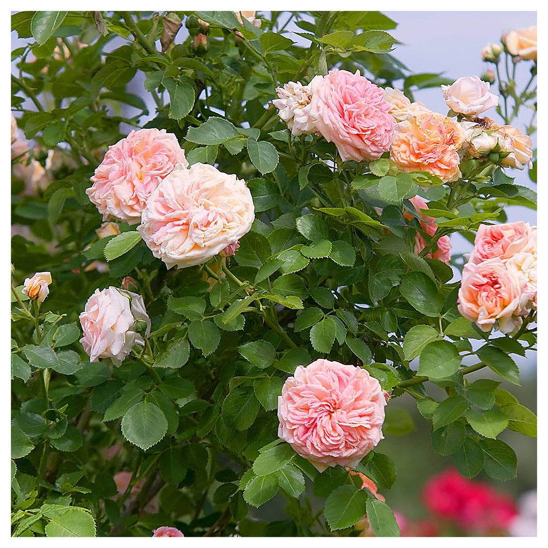 Pink Climbing Roses Plant Seeds - Non-GMO Heirloom Garden Seeds for Planting Beautiful Blooms | Neera Seeds product photo [neera-v4-514f229dcdd173656d51]