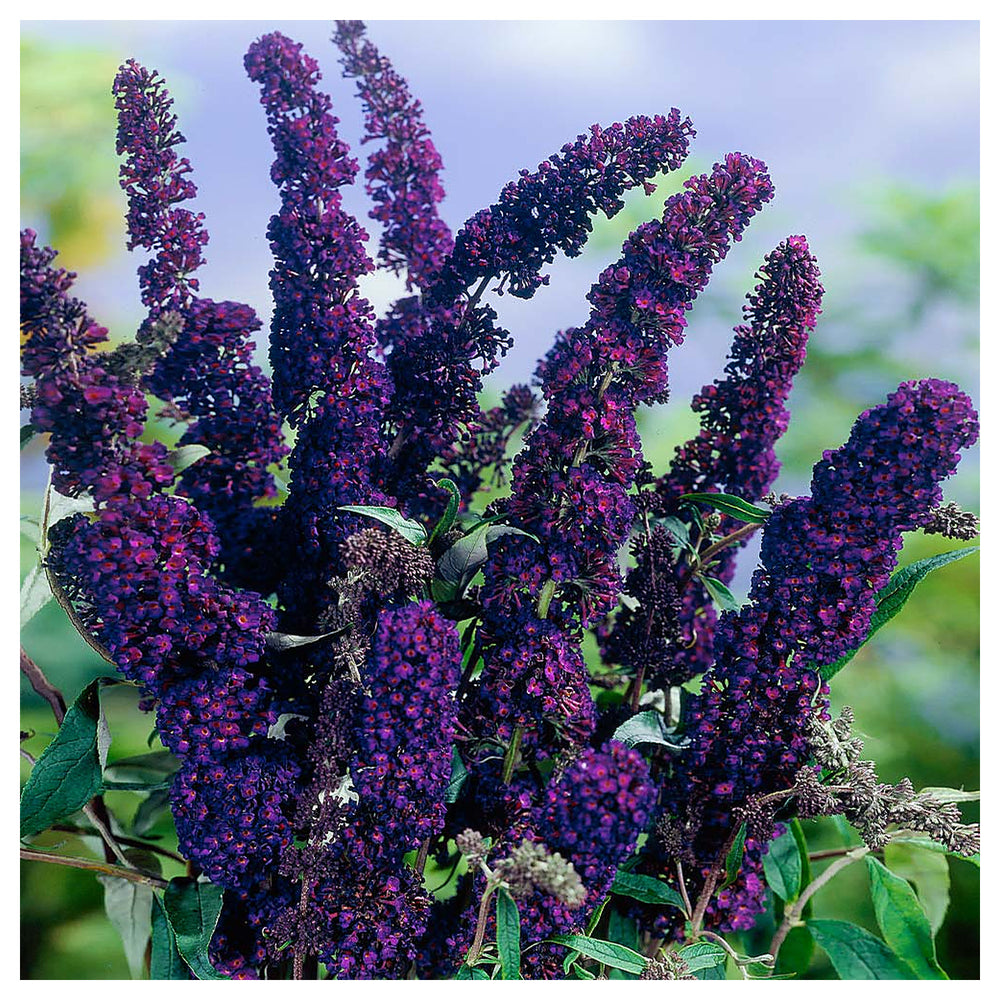 Heirloom Knight Butterfly Bush Flower Seeds for Planting – Non-GMO, Organic Garden Seeds with High Germination | Neera Seeds product photo [neera-v4-515a211105ee686958f0]