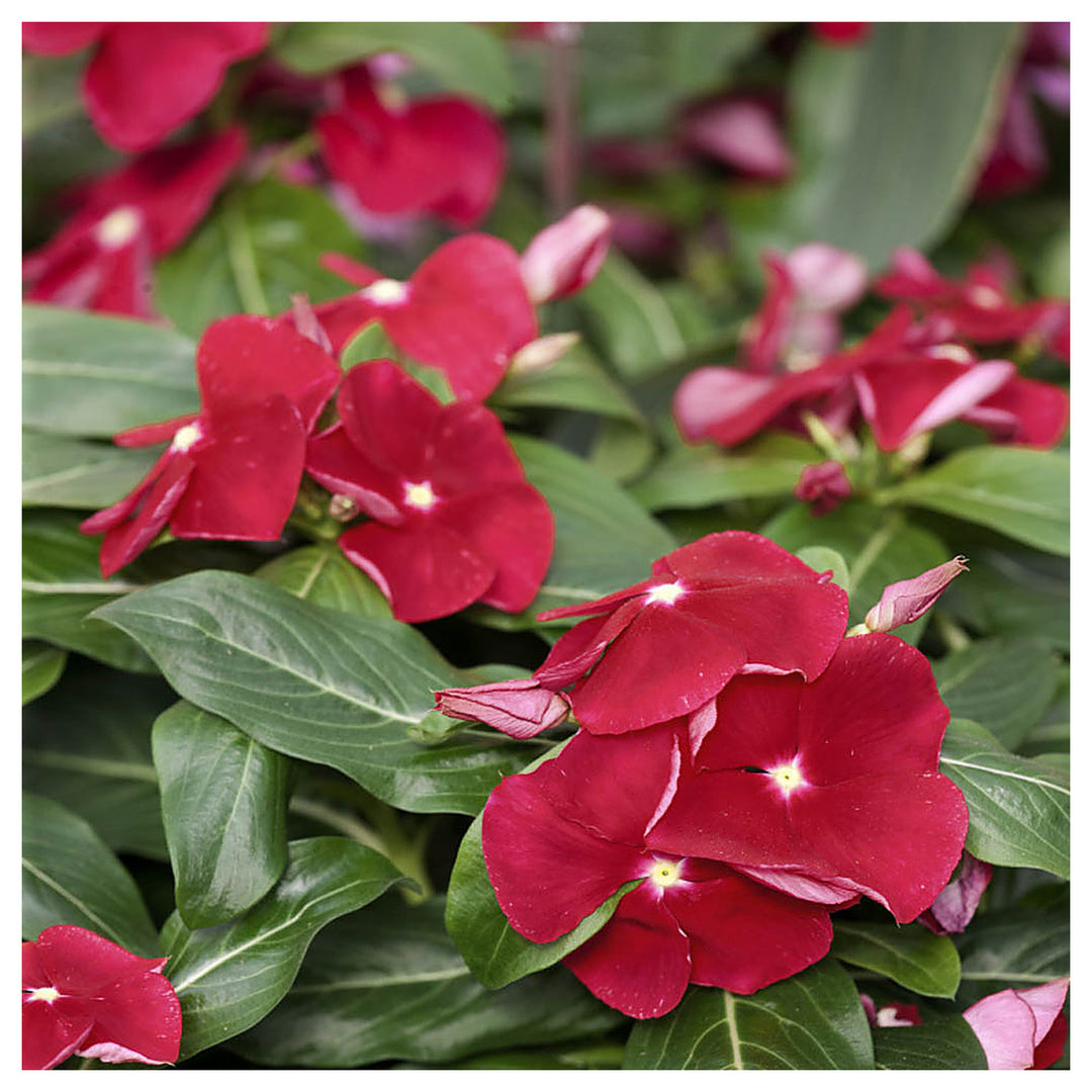Red Vinca Rosea Flower Seeds for Garden Planting - Non-GMO, Heirloom Seeds for Easy Growth | Neera Seeds product photo [neera-v4-515b0a4f7283fde9c5f1]