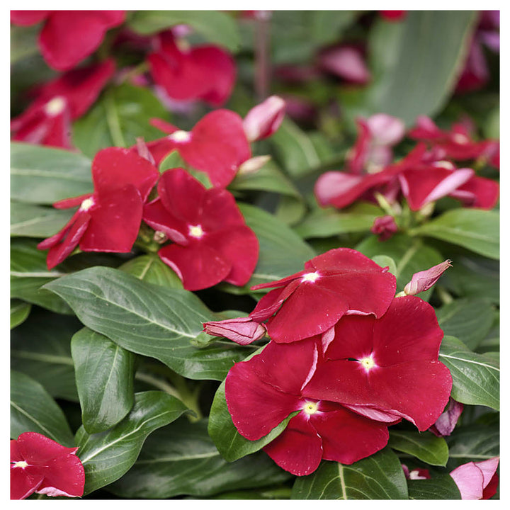 Red Vinca Rosea Flower Seeds for Garden Planting - Non-GMO, Heirloom Seeds for Easy Growth | Neera Seeds product photo [neera-v4-515b0a4f7283fde9c5f1]