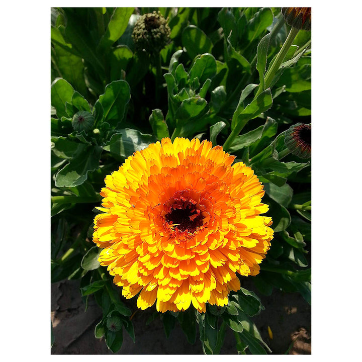 Calendula Marigold Flower Seeds for Planting – Heirloom Non-GMO Seeds for Bright Home Garden Blooms | Neera Seeds product photo [neera-v4-515d1bfedb79d7268912]