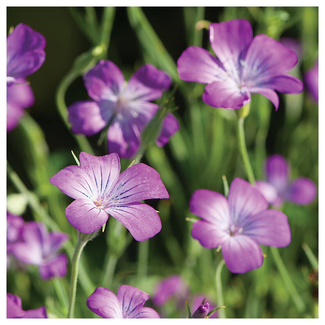 Purple Agrostemma Queen Kornrade Lilac Blooms Flower Seeds for Planting Heirloom Non-GMO High Germination Organic G | Neera Seeds product photo [neera-v4-516d83036152f4215bdf]