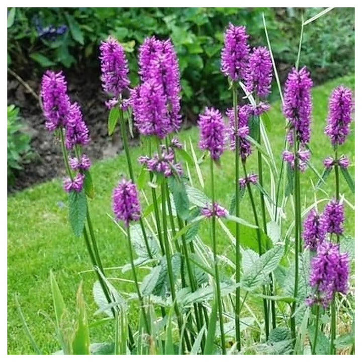 Stachys Officinalis Betony Flower Medicinal And Ornamental Garden Use Flower Seeds Home | Neera Seeds product photo [neera-v4-517c0553b11a7d90197f]