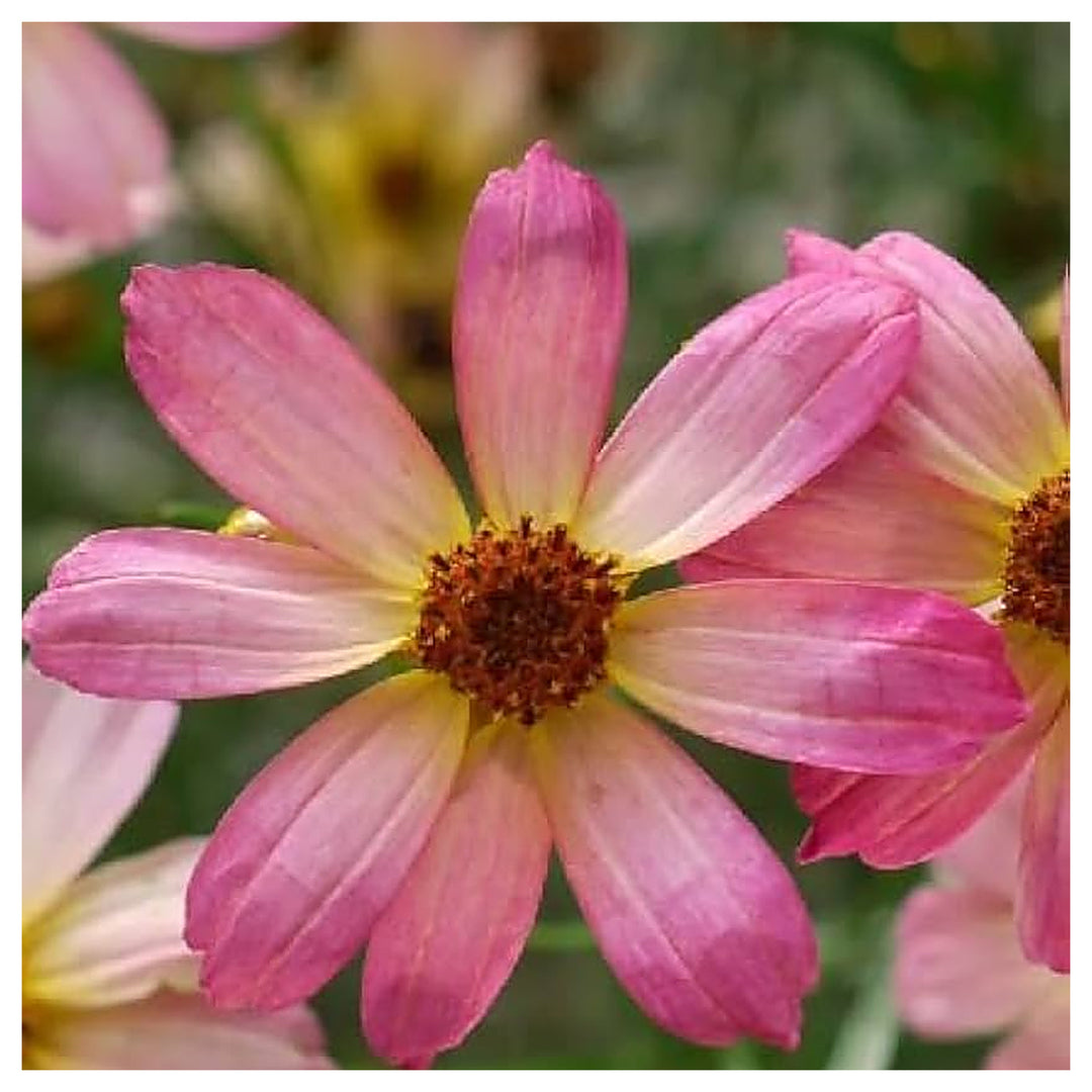 Pink Coreopsis Flower Seeds for Planting – Heirloom, Non-GMO, Organic Garden Seeds with High Germination | Neera Seeds product photo [neera-v4-518c3b0177745dff71d7]