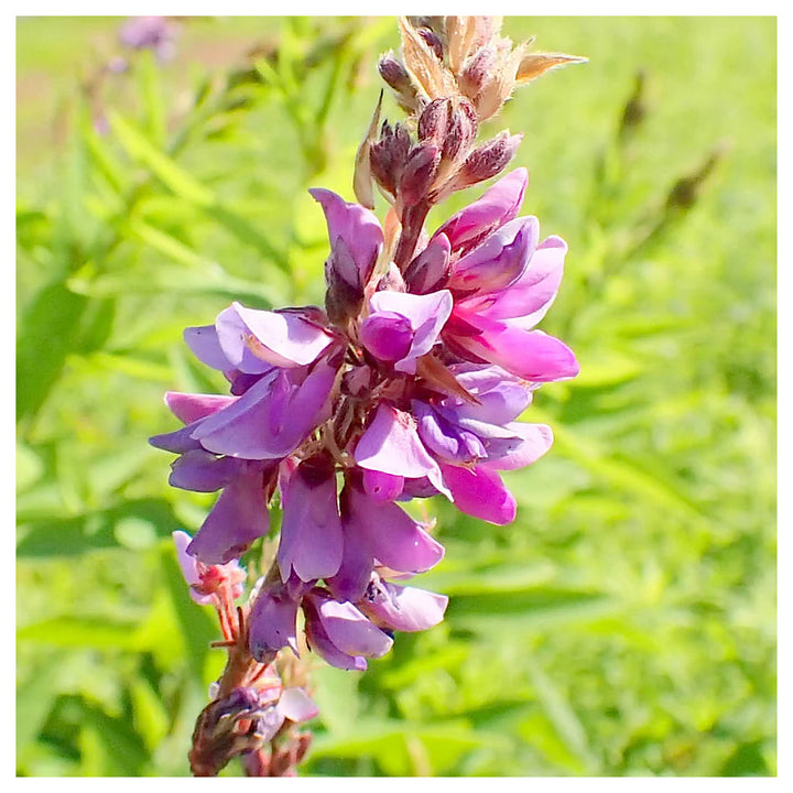 Heirloom Non-GMO Showy Tick Trefoil Flower Seeds for Planting – Vibrant Wildflower Blooming Seeds, High Germination | Neera Seeds product photo [neera-v4-519743069e25861dc851]