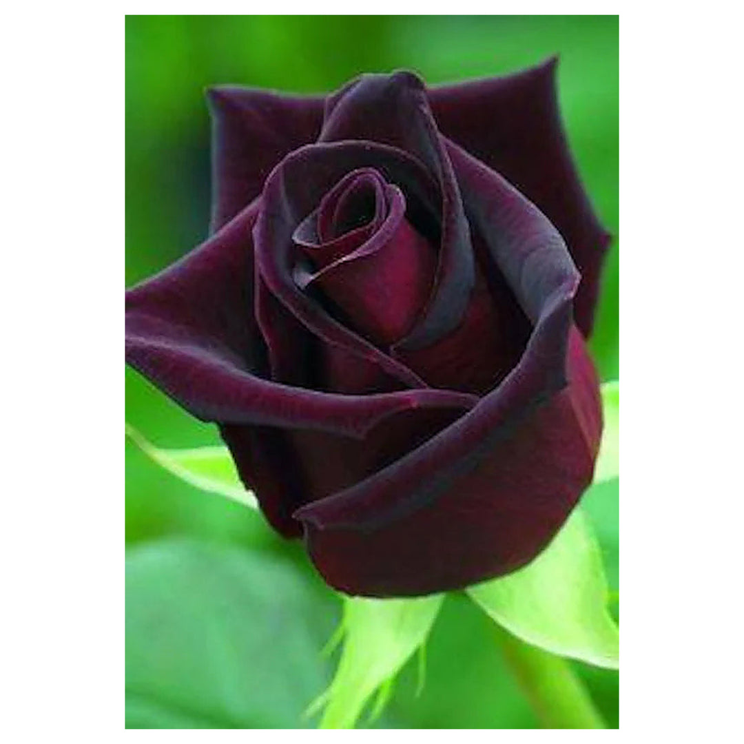 Deep Red Rose Plant Seeds for Planting | Heirloom Non-GMO High Germination Organic Garden Seeds | Neera Seeds product photo [neera-v4-5198ec8bfe69915ca236]