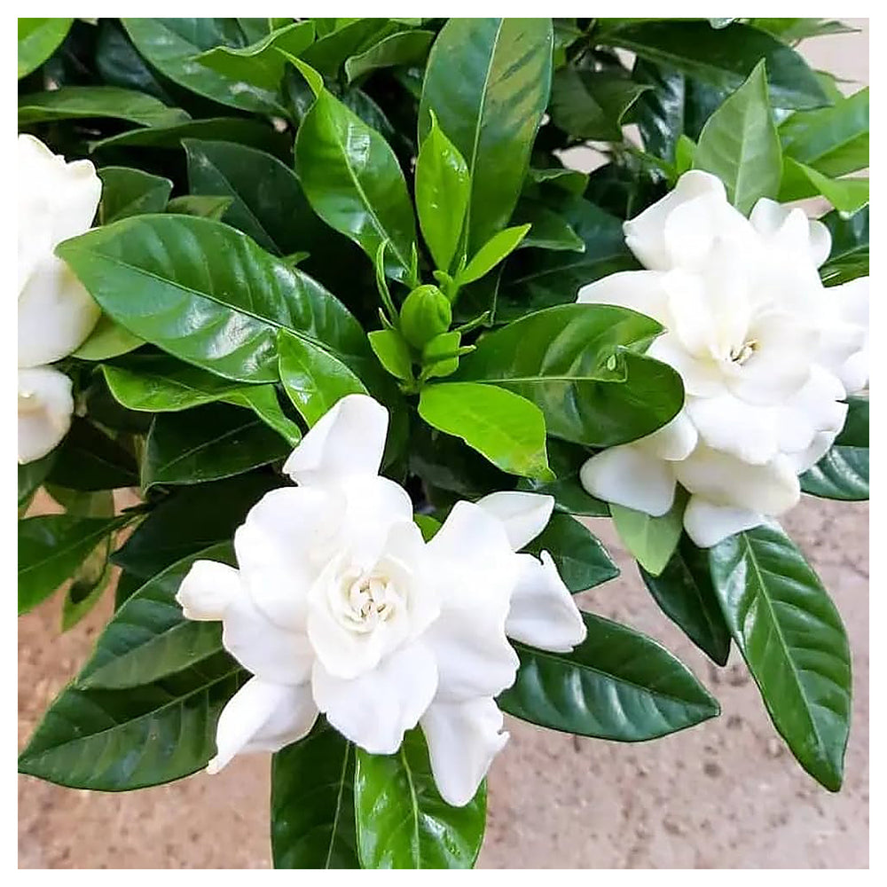 White Gardenia Jasminoides Flower Seeds for Planting | Heirloom, Non-GMO, Organic Seeds | Neera Seeds product photo [neera-v4-519b9b1dea404a02e907]