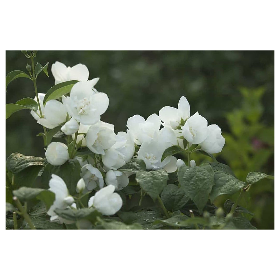 Organic Heirloom Non-GMO White Flowerpot Plant Seeds for Planting – Garden Blooms | Neera Seeds product photo [neera-v4-519ebab56c681f011401]