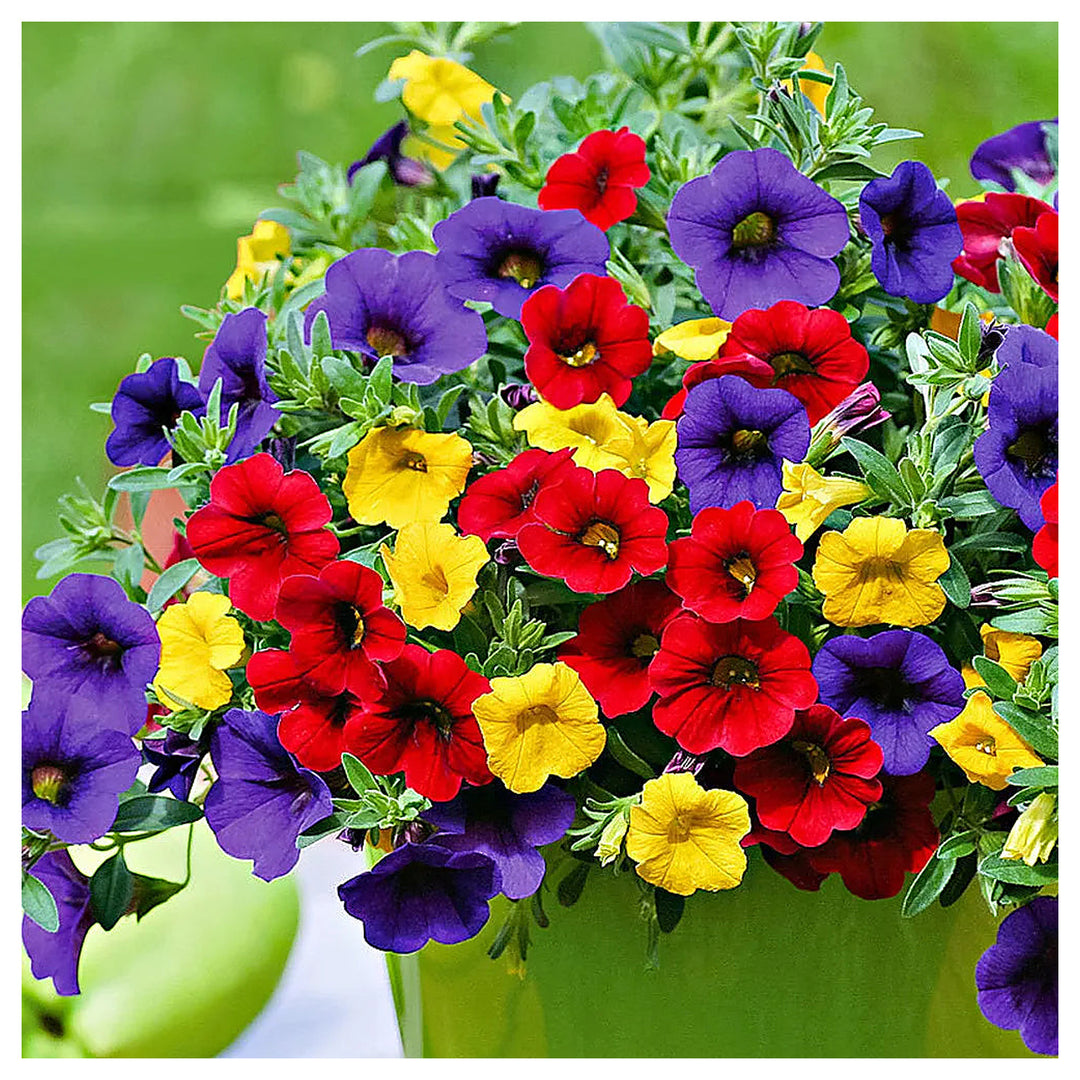 Mix Calibrachoa & Petunia Flower Seeds for Planting Heirloom Non-GMO High Germination Organic Garden Seeds for Bons | Neera Seeds product photo [neera-v4-519f2131aea05819f6ab]