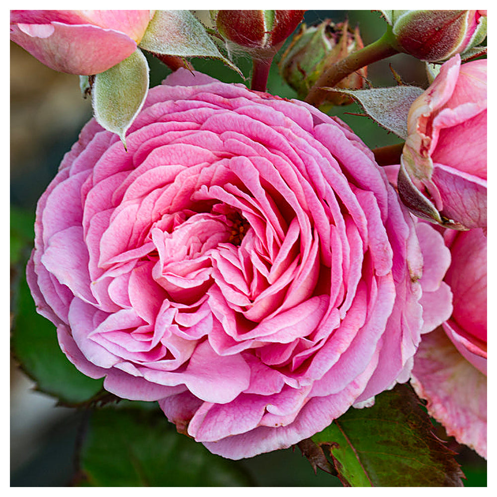 Heirloom Rose Bonsai Flower Seeds for Planting – Non-GMO Garden Seeds for Mini Blooms, High Germination | Neera Seeds product photo [neera-v4-51a6d1c66bab9f57f812]