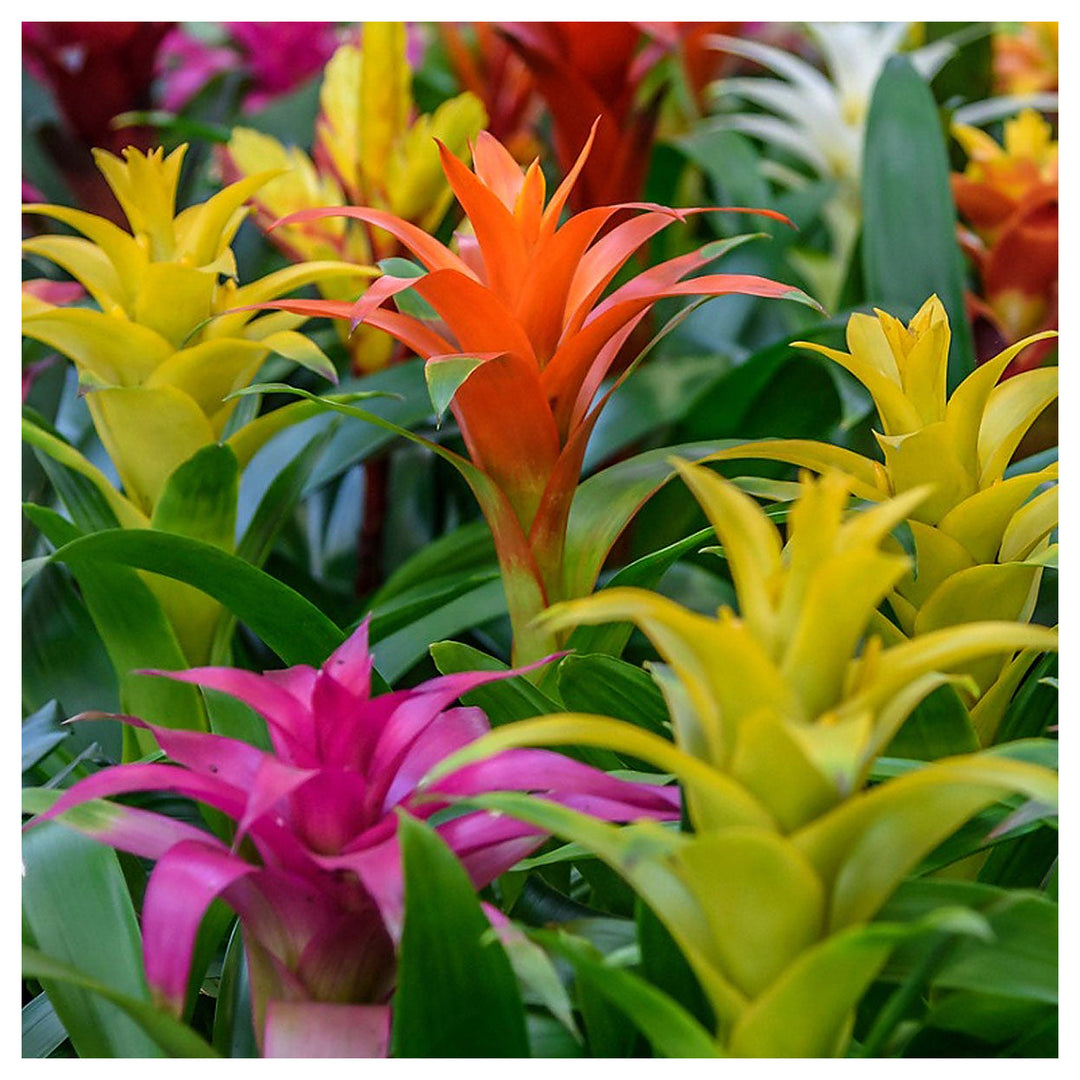 Non-GMO Mixed Bromeliad Flower Seeds for Garden Planting – Exotic Tropical Blooms | Neera Seeds product photo [neera-v4-51a735c92e17a7cbc597]
