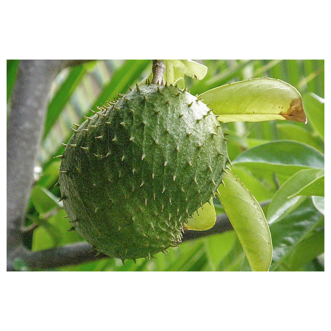 Solanum Sessiliflorum Fruit Seeds – Tropical Fruit for Exotic Gardening, Heirloom, Non-GMO & Organic Seeds | Neera Seeds product photo [neera-v4-51ac2e84906bb464bb5f]