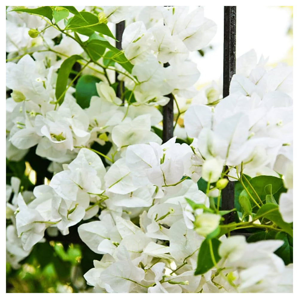 White Bougainvillea Kousa Flower Seeds – Heirloom, Non-GMO Flower Seeds for Planting | Neera Seeds product photo [neera-v4-51b4747f0c04bad03094]