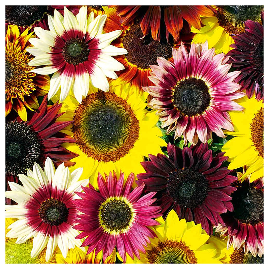 Heirloom Mixed Sunflower Seeds for Planting | Non-GMO High Germination Organic Garden Seeds | Neera Seeds product photo [neera-v4-51bb05991a5c15b7f259]