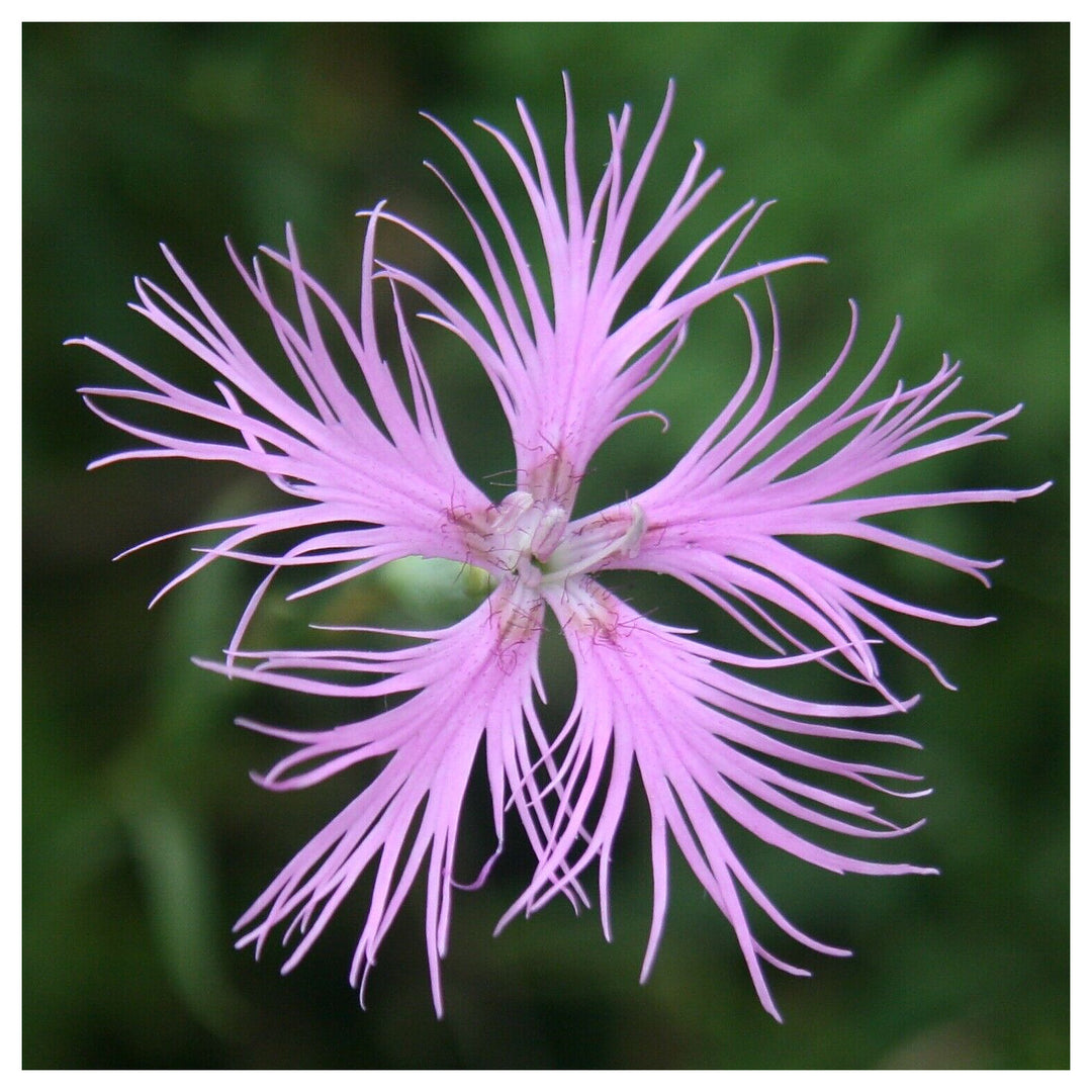 Heirloom Non-GMO Dianthus Superbus Flower Seeds for Fragrant Garden Blooms and Delicate Displays | Neera Seeds product photo [neera-v4-51bcfd3f2987952d1224]