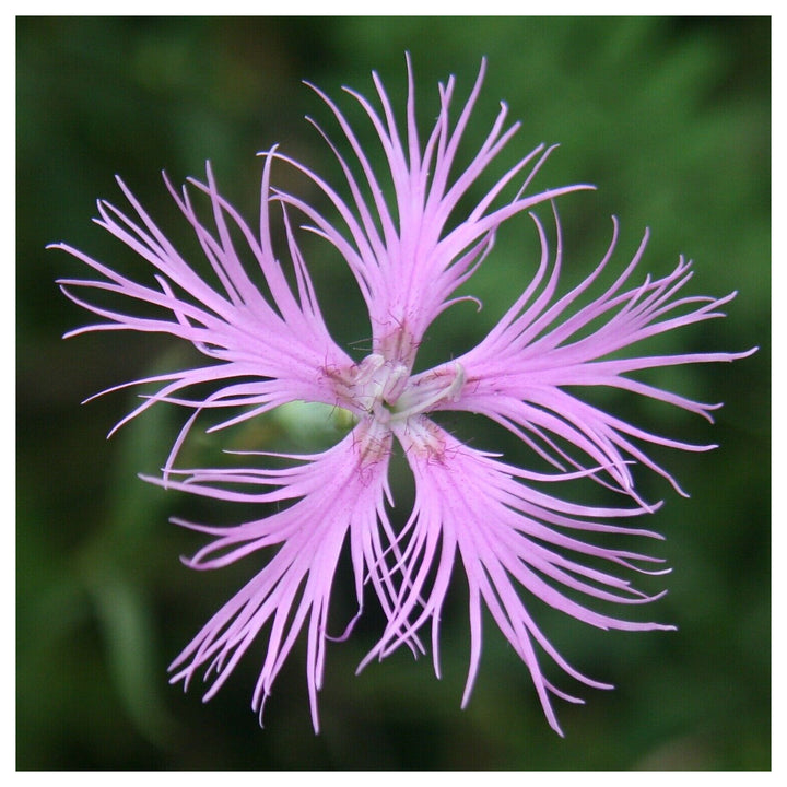 Heirloom Non-GMO Dianthus Superbus Flower Seeds for Fragrant Garden Blooms and Delicate Displays | Neera Seeds product photo [neera-v4-51bcfd3f2987952d1224]