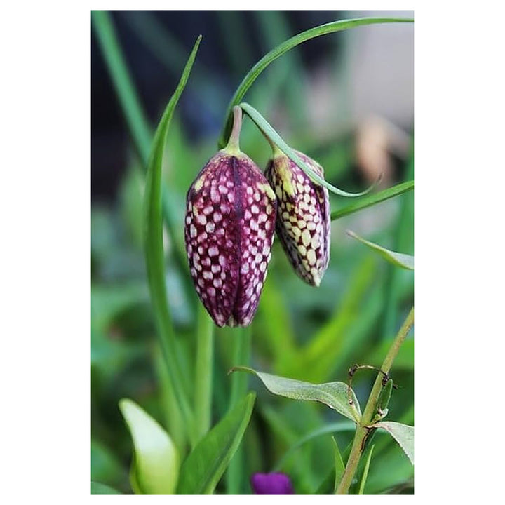Fritillaria Persica For Planting Fritillaria Persica For Flower Beds And Ornamental Gardens Flower | Neera Seeds product photo [neera-v4-51bf55a919d7fa43c57e]