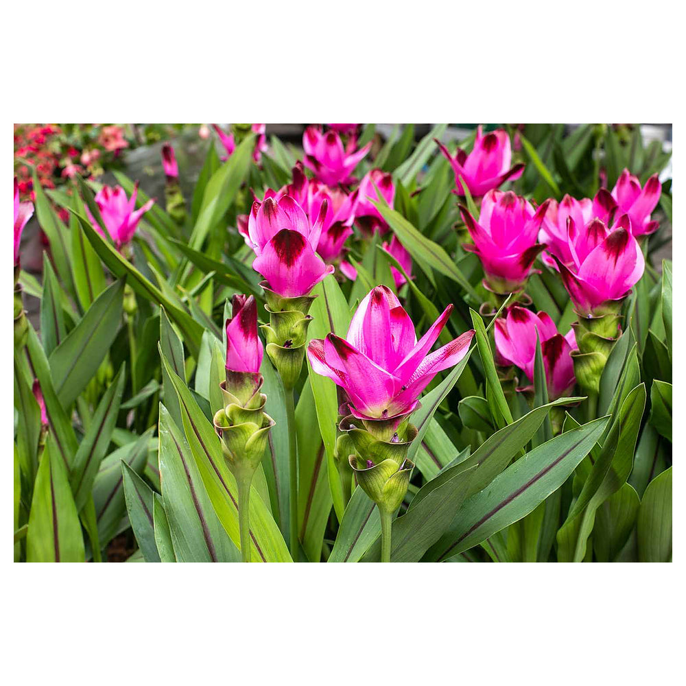 Pink Turmeric Flower Seeds (Curcuma) for Planting – Organic, Heirloom, Non-GMO Tropical Blooms for Garden & Landsca | Neera Seeds product photo [neera-v4-51d9d1f8075e31a85a43]