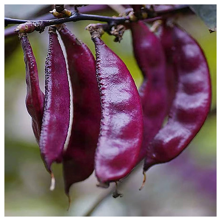 Heirloom Purple Hyacinth Bean Seeds for Planting – Non-GMO, High Germination, Organic Garden Seeds | Neera Seeds product photo [neera-v4-51dc6703df605fd73191]