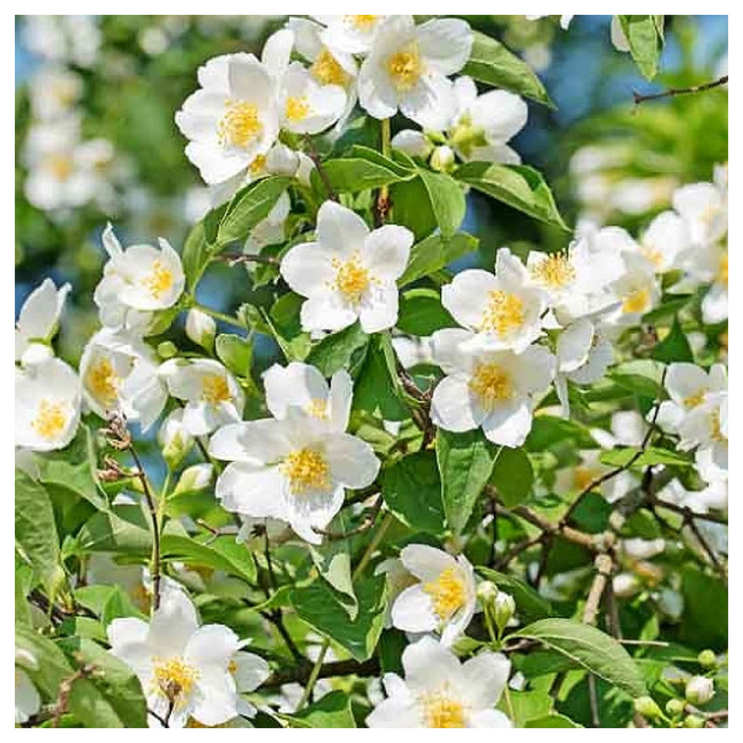 White Philadelphus Coronarius Flower Seeds – Heirloom Non-GMO Mock Orange Blooms for Fragrant Gardens | Neera Seeds product photo [neera-v4-51e1717cd6c07cae2ccc]