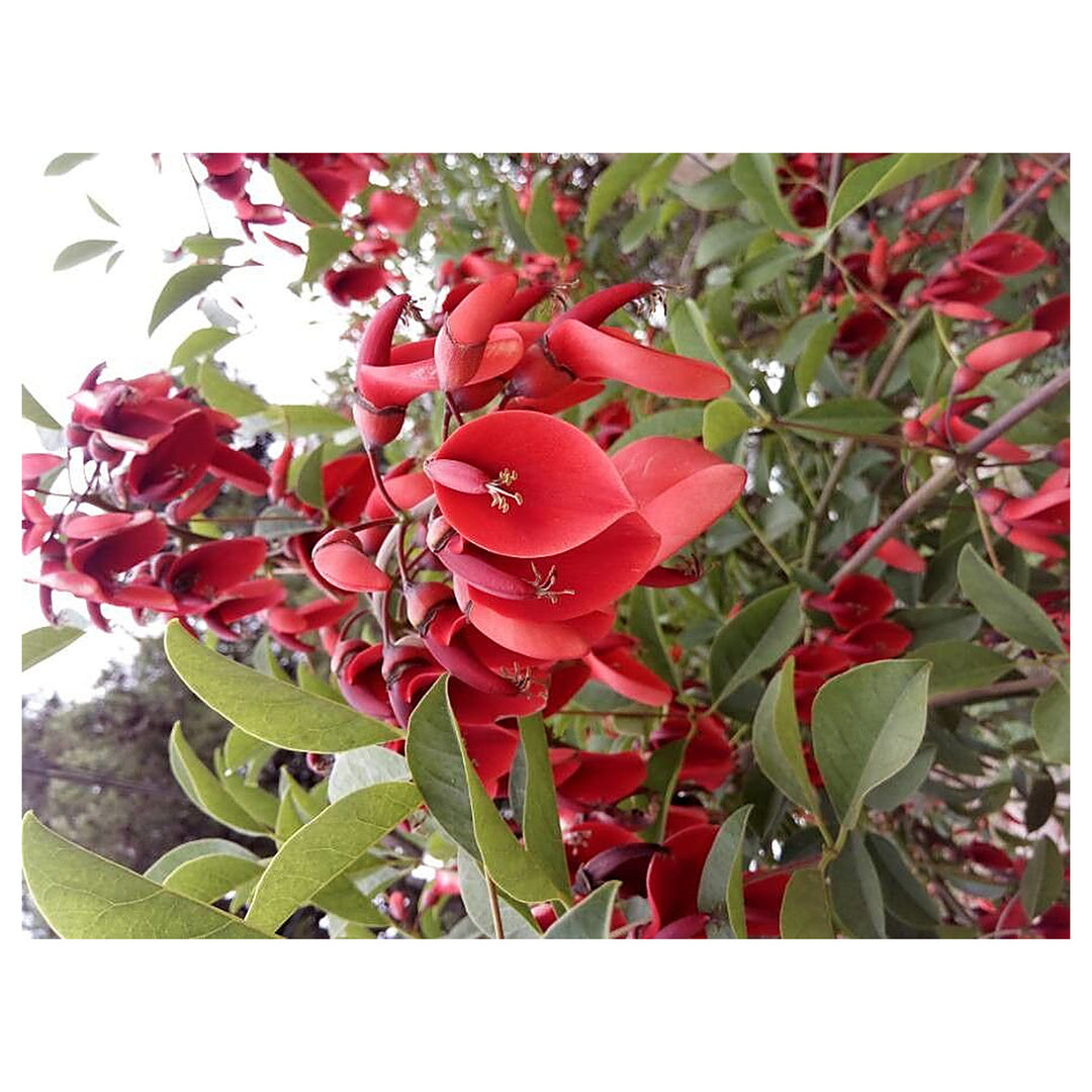 Heirloom Non-GMO Erythrina Crista-Galli Flower Seeds for Planting – Exotic Coral Tree Blooms for Tropical Gardens | Neera Seeds product photo [neera-v4-51eaab69f01af9d2d466]