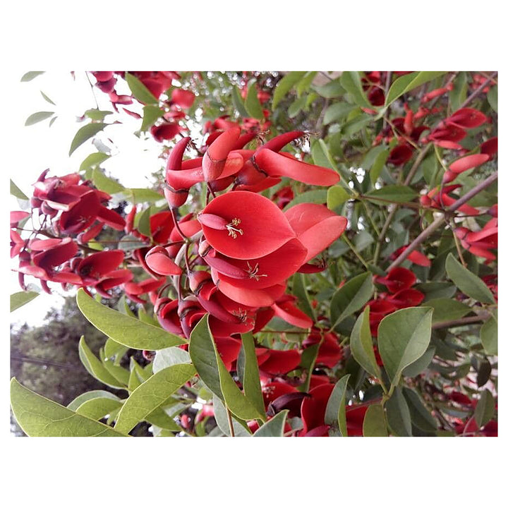 Heirloom Non-GMO Erythrina Crista-Galli Flower Seeds for Planting – Exotic Coral Tree Blooms for Tropical Gardens | Neera Seeds product photo [neera-v4-51eaab69f01af9d2d466]