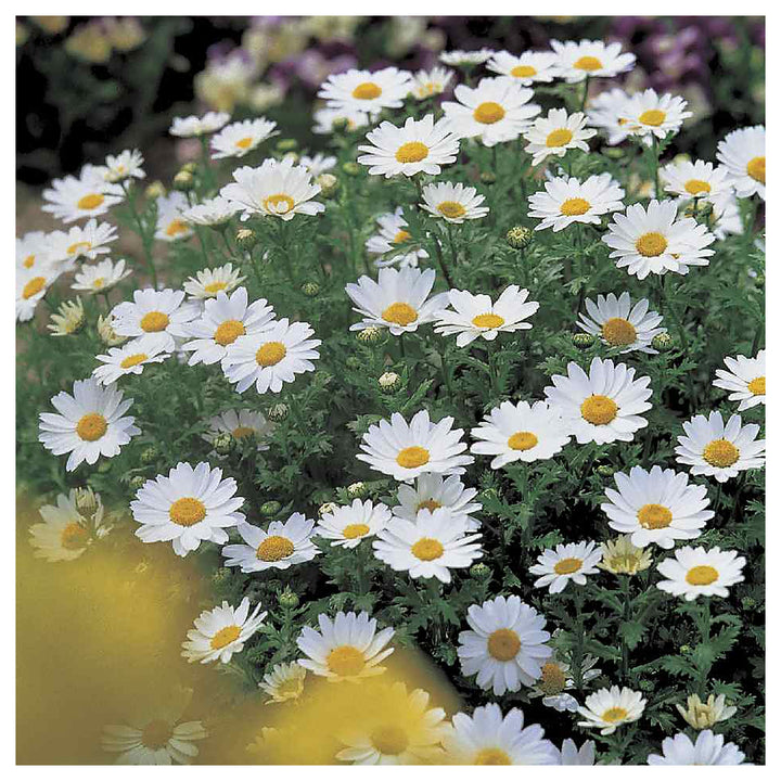 White Paludosum Flower Seeds for Planting – Heirloom, Non-GMO, High Germination Organic Garden Seeds | Neera Seeds product photo [neera-v4-51f73fe6afe025e60d43]