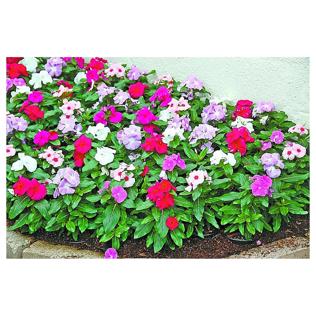 Mixed Madagascar Vinca Flower Seeds – Vibrant Annual Blooms for Garden Planting | Neera Seeds product photo [neera-v4-5204b79ccecc364f359f]