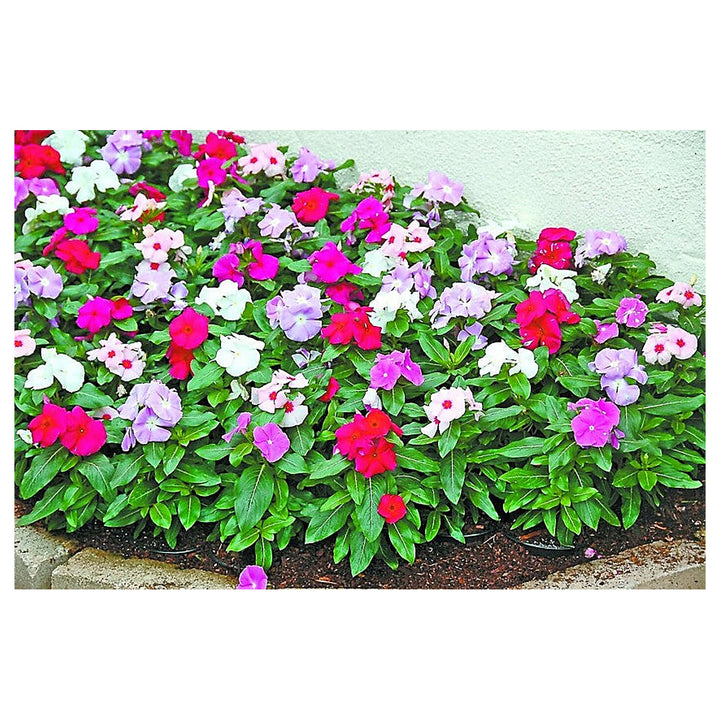 Mixed Madagascar Vinca Flower Seeds – Vibrant Annual Blooms for Garden Planting | Neera Seeds product photo [neera-v4-5204b79ccecc364f359f]