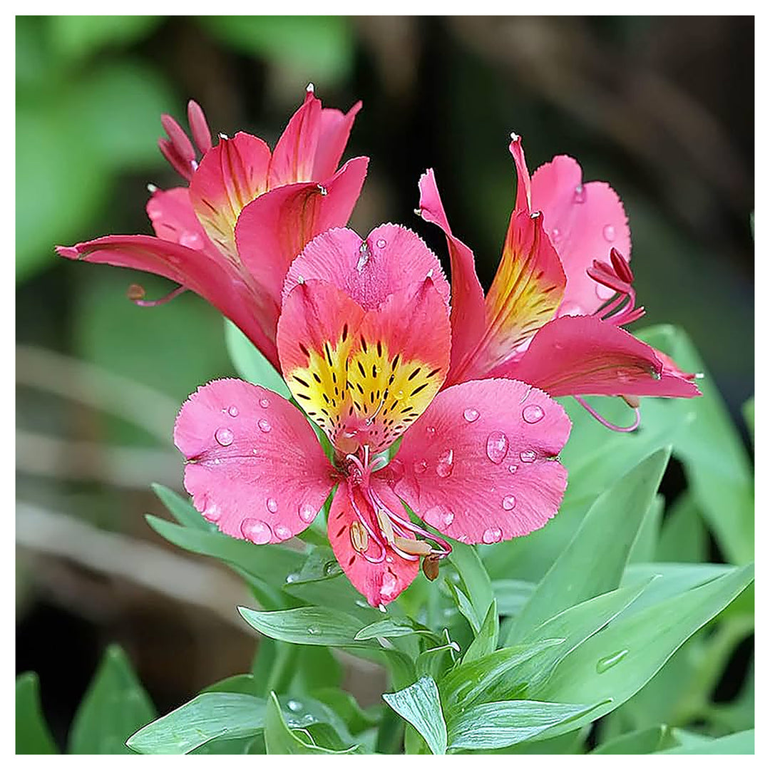 Peruvian Lily for Planting Alstroemeria spp Flower Seeds for Mixed Flower Beds and Cutting Gardens Heirloom Non-GMO | Neera Seeds product photo [neera-v4-520e80ee3f3441812714]