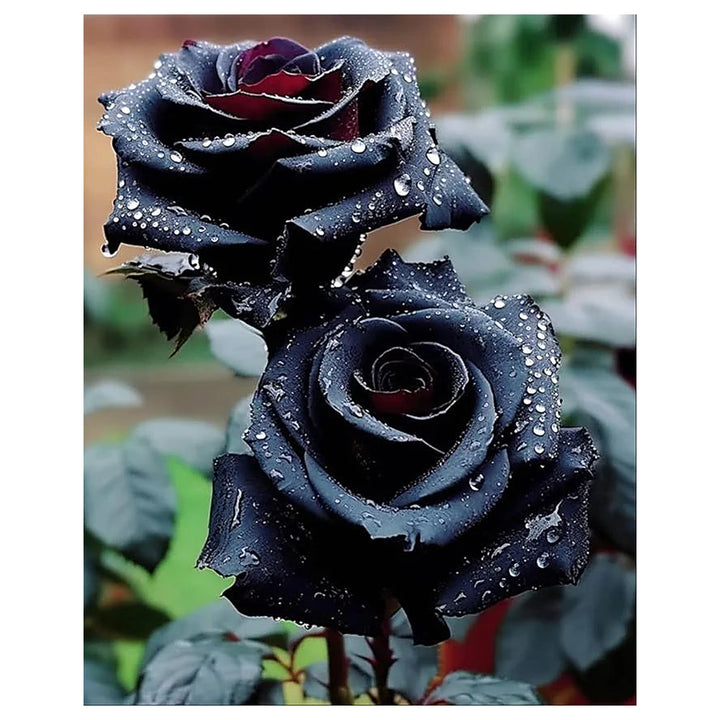 Rose Bush Flower Seeds for Planting – Heirloom Non-GMO Seeds for Garden Landscaping | Neera Seeds product photo [neera-v4-5222d46b771c06171297]