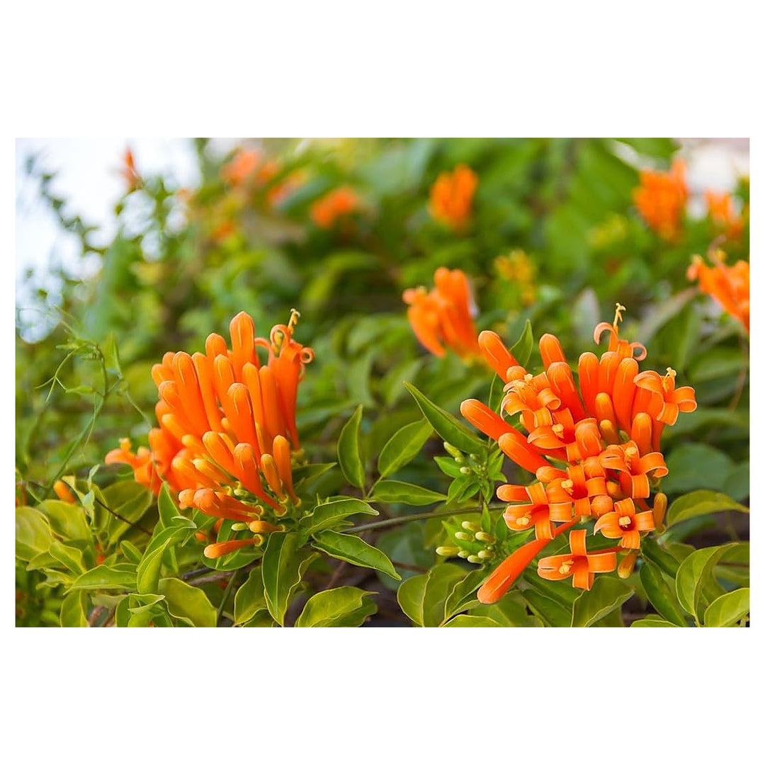 Light Orange Pyrostegia Venusta Flower Seeds – Heirloom Non-GMO Climbing Seeds for Planting, High Germination | Neera Seeds product photo [neera-v4-52361456ad86c29ed72e]