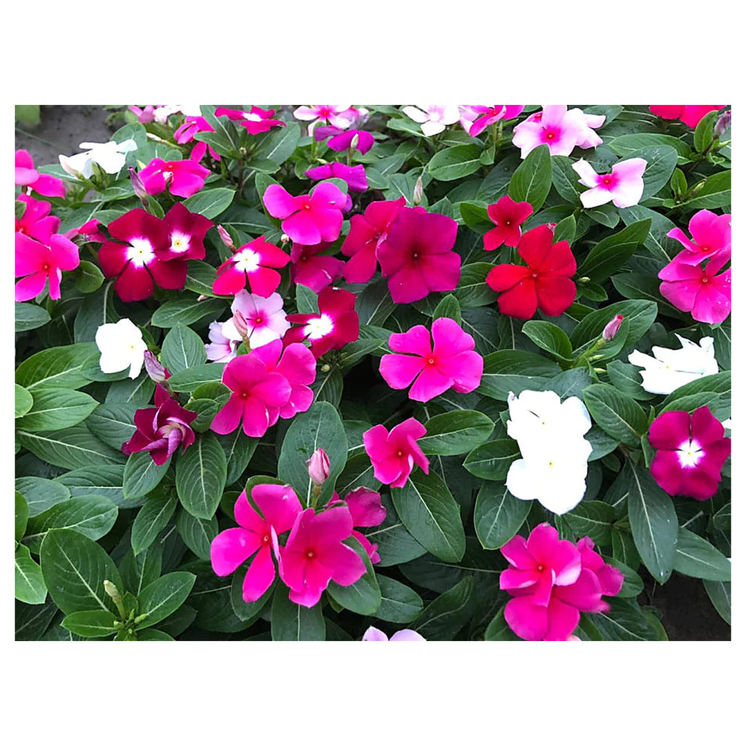 Heirloom Non-GMO Vinca Flower Seeds for Planting – Mixed Colors, Easy-Grow Annual Blooms, Organic Garden Seeds | Neera Seeds product photo [neera-v4-524c55be1c786da19bc6]