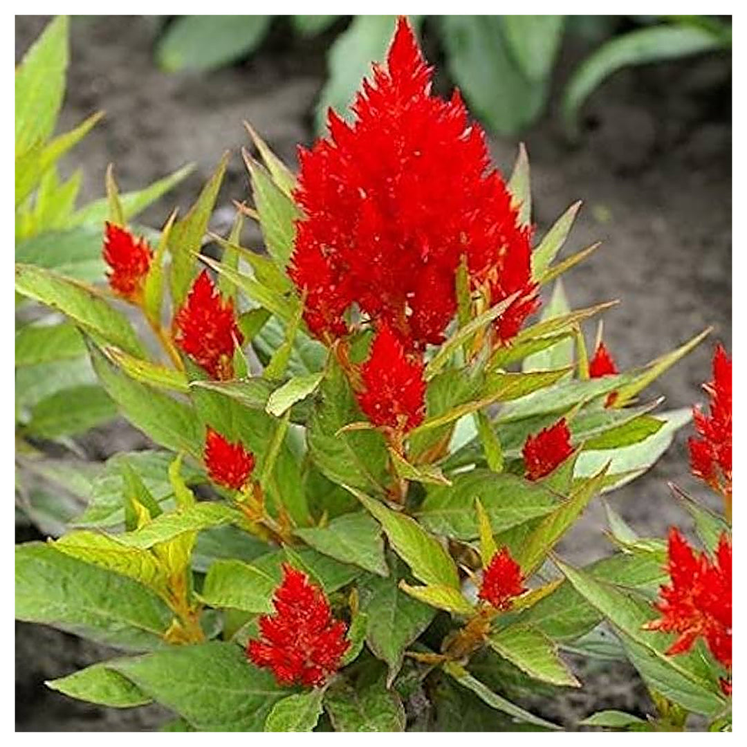 Celosia plumosa Flower Seeds for Planting – Heirloom & Non-GMO Vibrant Feathery Blooms for Containers, Borders & Su | Neera Seeds product photo [neera-v4-524ed9b65ae6ad09497b]