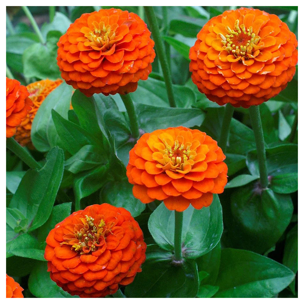 Zinnia Double Zahara Orange Bright Flower Seeds for Planting – Heirloom, Non-GMO, High Germination Garden Blooms | Neera Seeds product photo [neera-v4-5269c401ec0ffdddc965]
