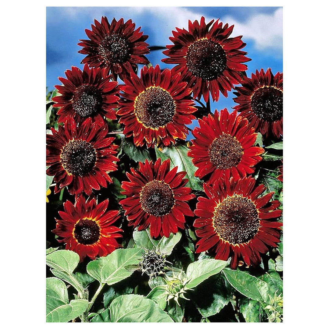 Red Mini Sunflower Seeds for Planting – Heirloom, Non-GMO, High Germination Dwarf Sunflower Seeds for Pots, Borders | Neera Seeds product photo [neera-v4-526d675fc89fa4df8dde]